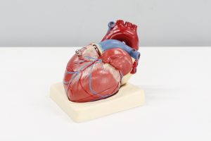 Types of Heart Disease and How to Prevent Them